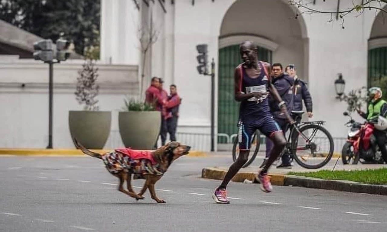 Khoảnh khắc chú chó đuổi Ngeno trên đường chạy Maratón de Buenos Aires 2023 ngày 24/9. Ảnh: AFP